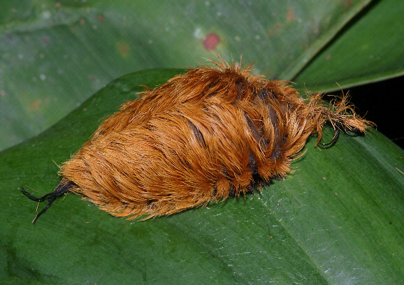 Megalopygid Flannel moth larva 002a - Learn Butterflies