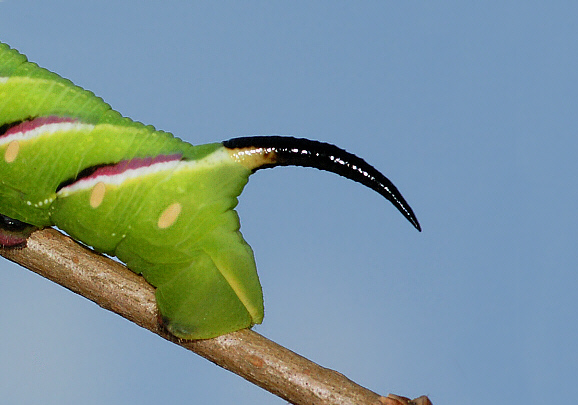Sphinx ligustri larval horn 001a - Learn Butterflies