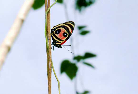 image 10 - Learn Butterflies