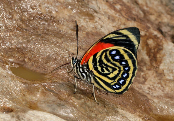 image 10 - Learn Butterflies