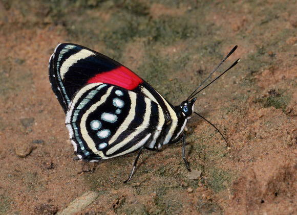 image 13 - Learn Butterflies