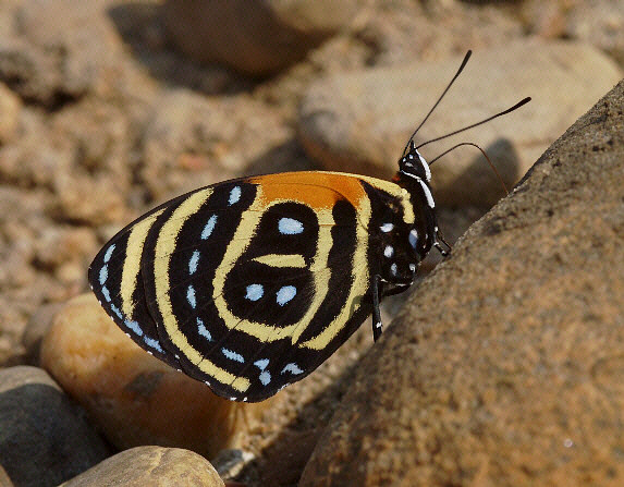image 26 - Learn Butterflies