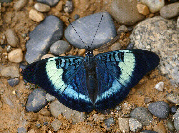 image 27 - Learn Butterflies