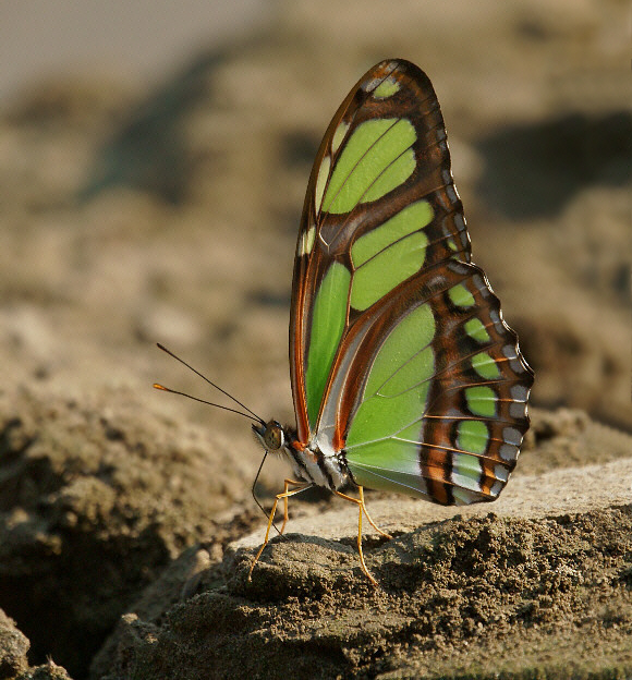 image 28 - Learn Butterflies
