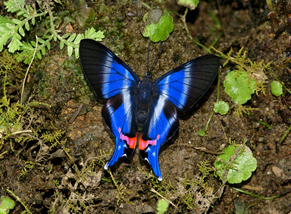 image 29 - Learn Butterflies