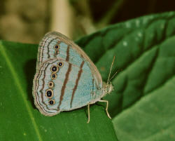 image 31 - Learn Butterflies