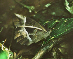 image 32 - Learn Butterflies