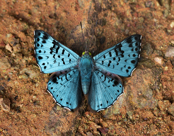image 33 - Learn Butterflies
