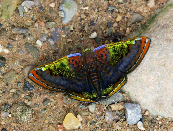 image 35 - Learn Butterflies