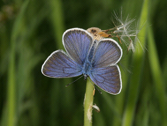 Mazarine Blue