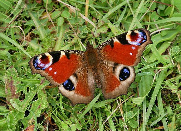 image 7 - Learn Butterflies