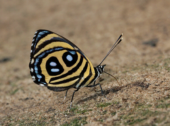 image 8 - Learn Butterflies