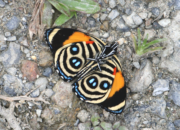 image 9 - Learn Butterflies