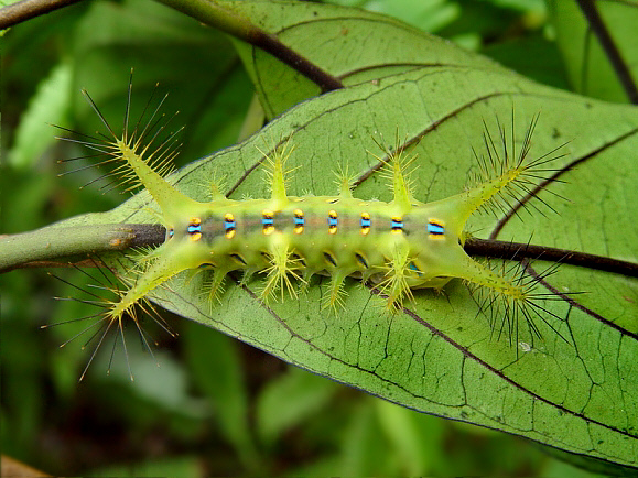 Walker’s Limacodid (Setora nitens)