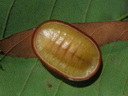 Liphyra brassolis larva, Siem Reap