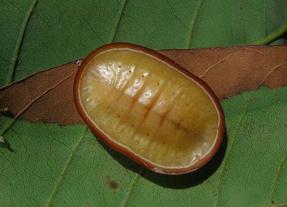 Liphyra brassolis larva, Siem Reap, Cambodia by Dani Jump