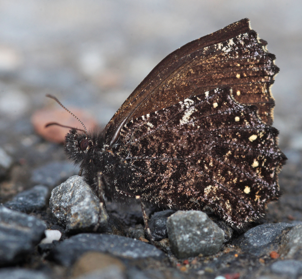 Westwood’s Mottled Satyr