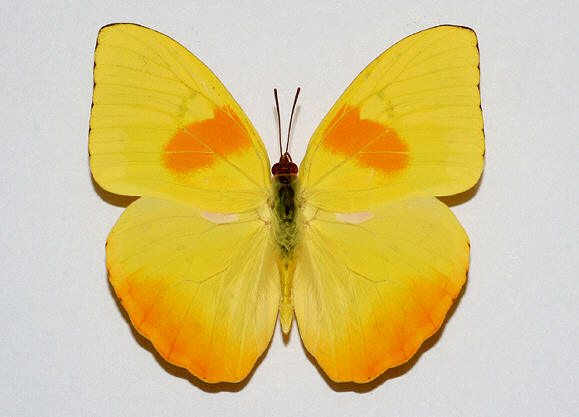 Phoebis philea, male