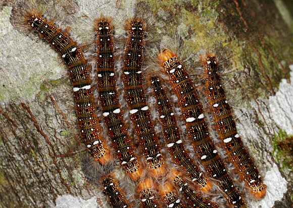 Unidentified Moth (unknown specie 839)