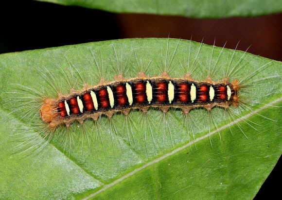 Unidentified Moth (unknown specie 837)