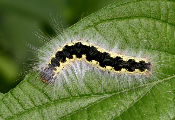 Unidentified Moth (unknown specie 838)