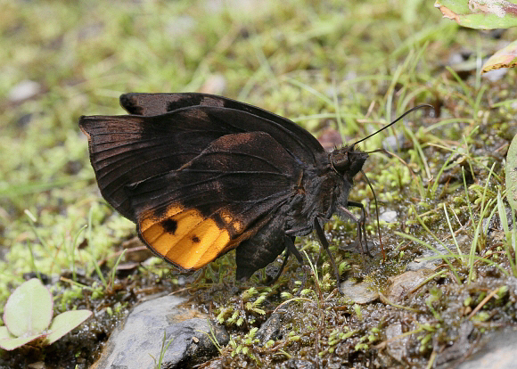 Achlyodes busirus, Tatama NP, Colombia - Adrian Hoskins