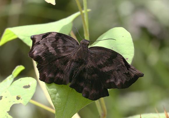 Variegated Batwing