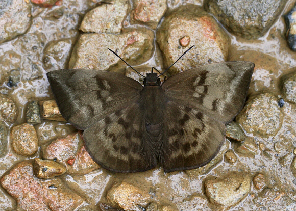 Pallid Batwing