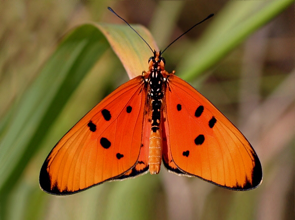 Fiery Acraea