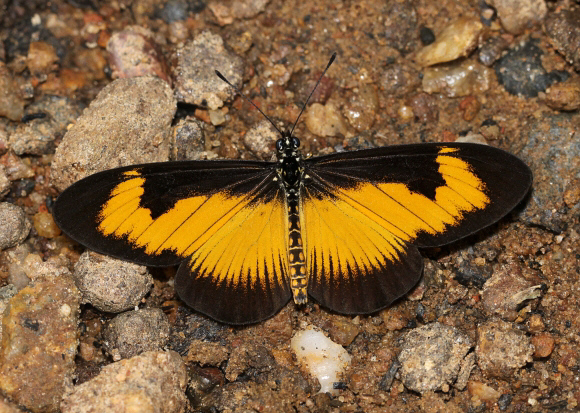 Hewitson’s Acraea