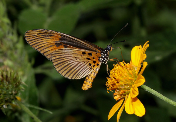 Acraea alciope female, Bunso, Ghana