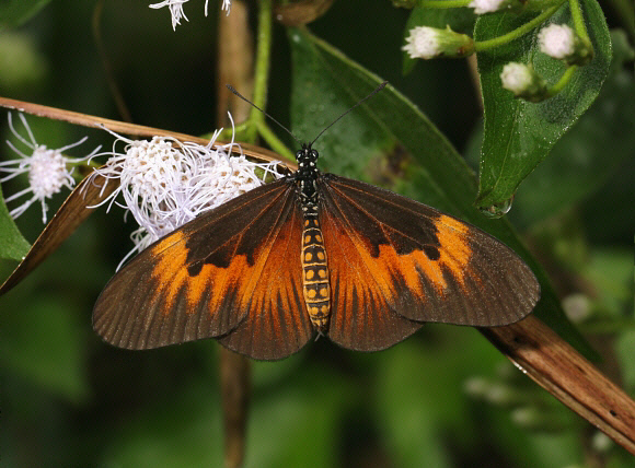 Acraea alciope female, Amedzofe, Ghana