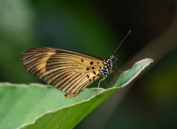 Acraea alciope male, Likpe Hills, Ghana