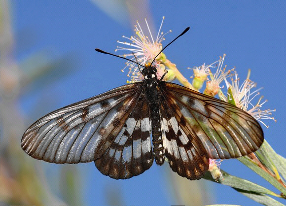 Acraea andromacha - David Fischer