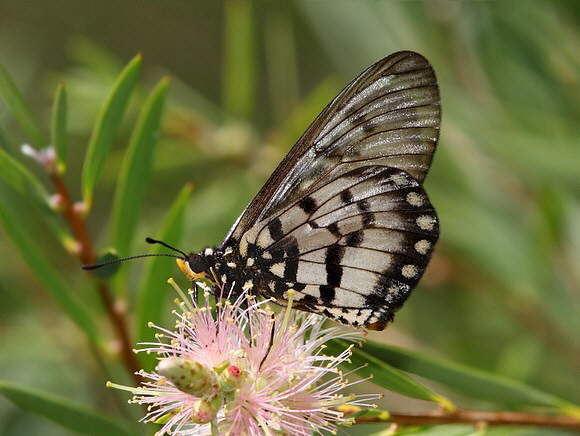 Australian Glasswing