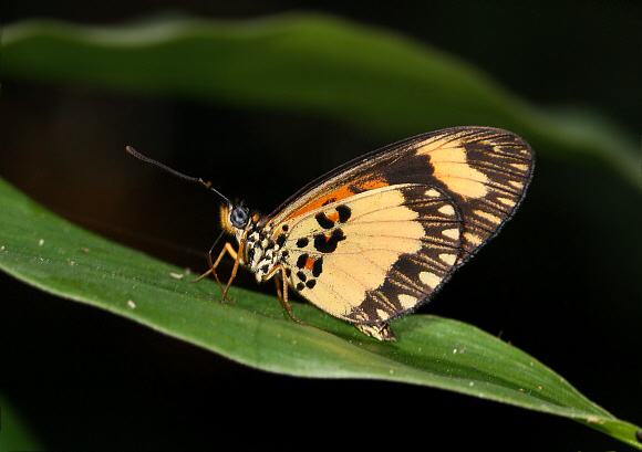 Acraea bonasia, Wli Falls, Ghana / Togo border