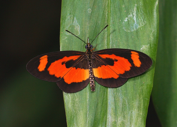 Orange-streak Acraea