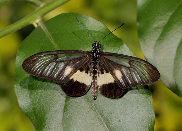 White Acraea