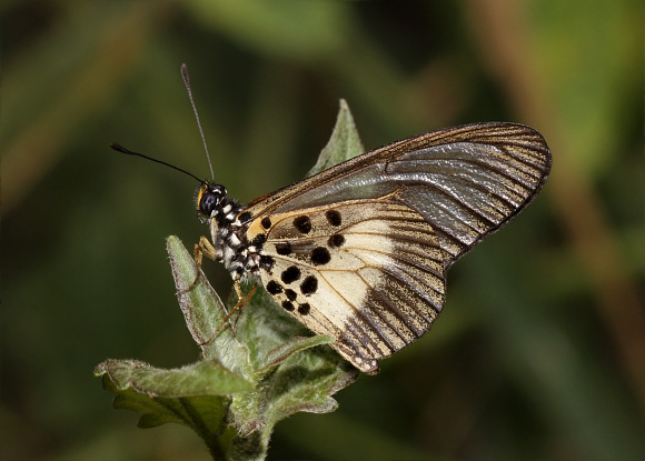 Acraea circeis, Bobiri, Ghana – Adrian Hoskins