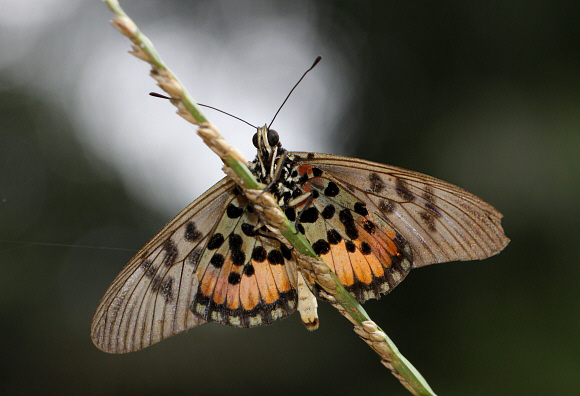 Acraea egina, Bobiri, Ghana – Adrian Hoskins