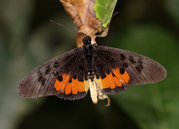 Elegant Acraea