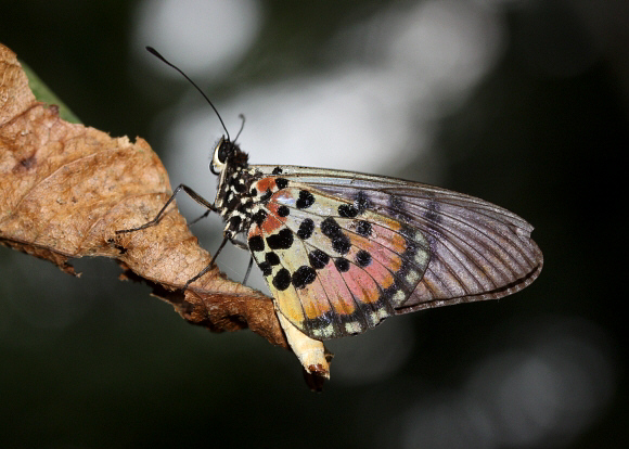 Acraea egina, Bobiri, Ghana – Adrian Hoskins