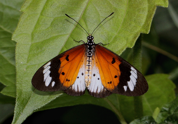 Acraea encedana, Bobiri, Ghana