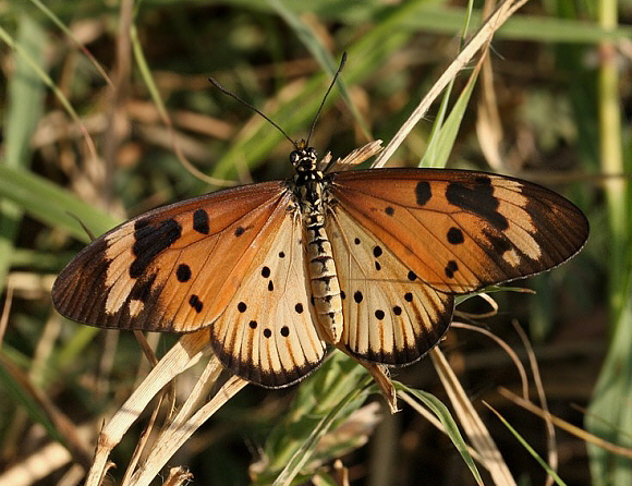 Pierre’s Acraea