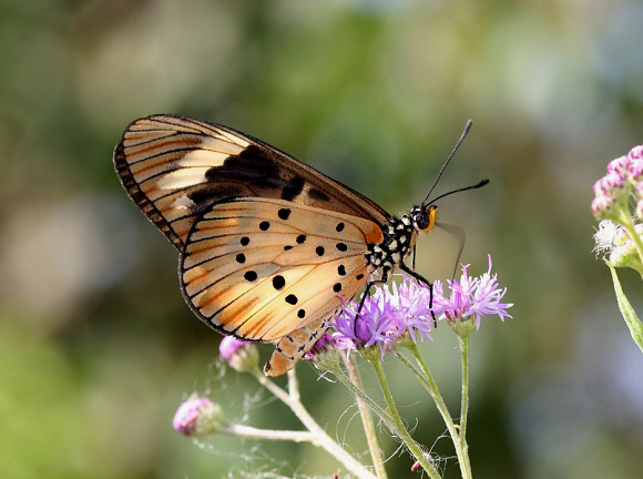 Encedon Acraea