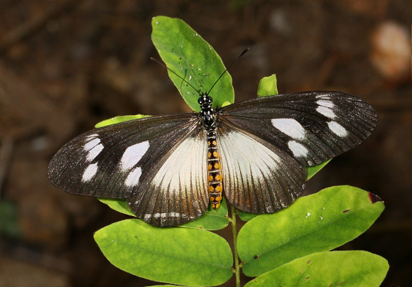 Acraea lycoa lycoa female, Wli Falls, Ghana