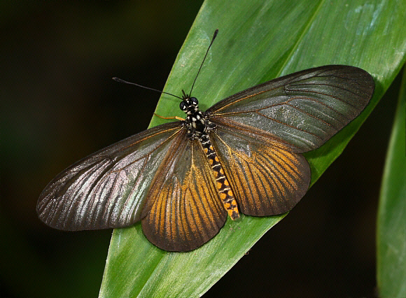 Dimorphic Acraea