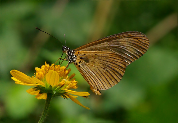 Acraea lycoa lycoa, male, Bunso, Ghana