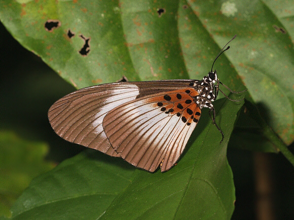 Black-spot Bematistes