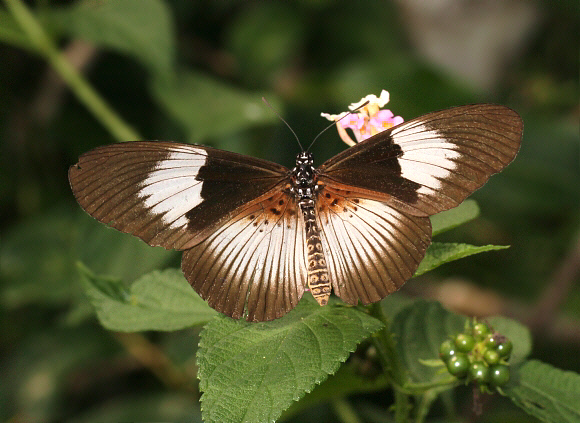 Acraea alcinoe, female, Kakum, Ghana